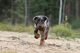 BEAUCERON - PUPPIES 100